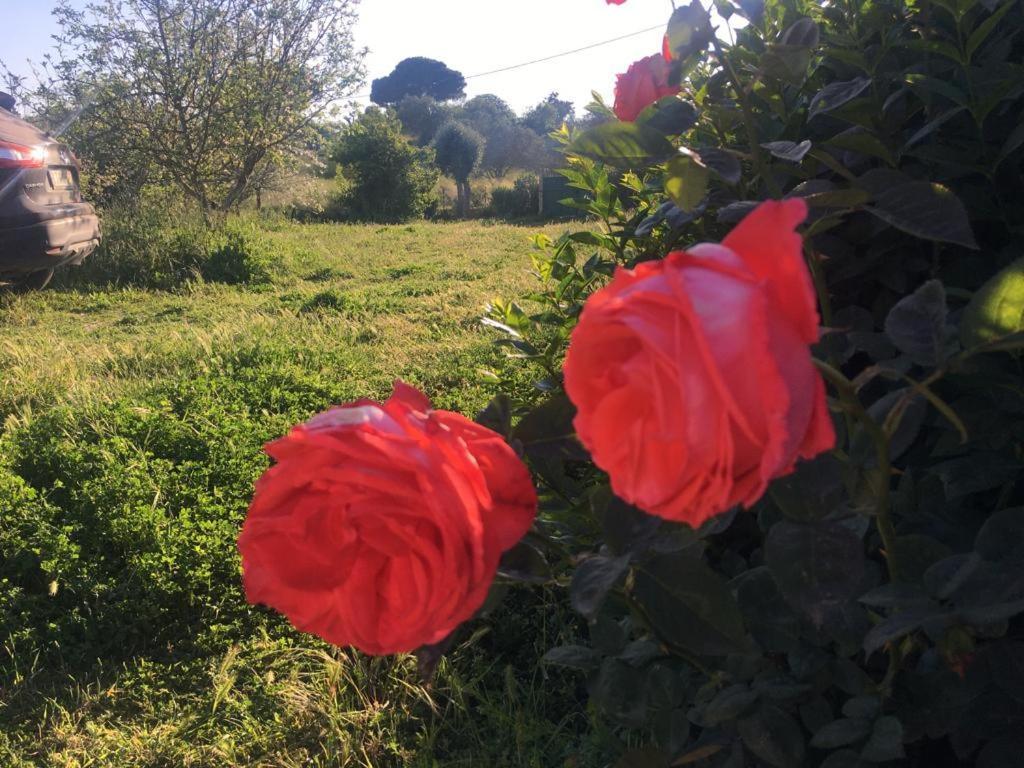 Quinta Das Teimosas By Stay In Alentejo Cercal do Alentejo Eksteriør billede